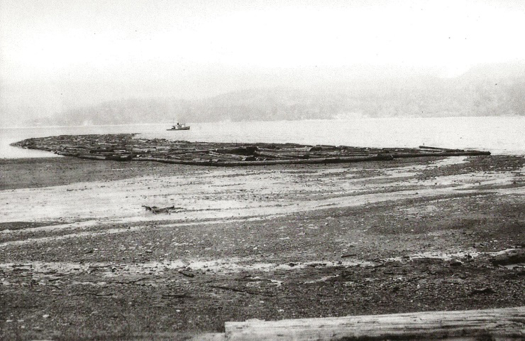 Riverside Timber Co. Logging